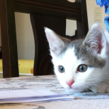 filou