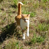 Garfield