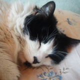 Ma mimi adorré 