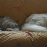 Bonne sieste a tout le monde ! :)
