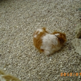 Dodo...