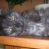 Naji