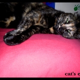 miaaoouuu !