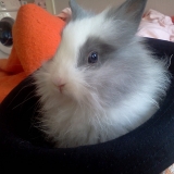 Bulle 