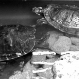 Franklin & Zola