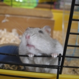 Sweety