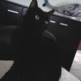Pitchi
