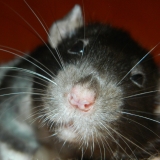 Choupinette