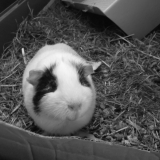 Domino ! ^^