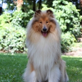 Fonzy Blond de la Vallée du Charme