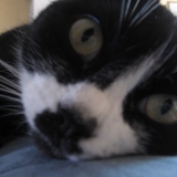 puce
