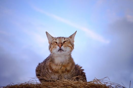Au coucher du Soleil
