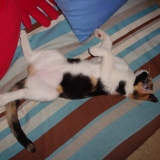 noisette chaton