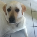 Elfy