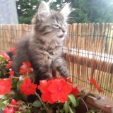 princesse