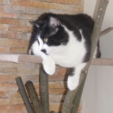 la minette