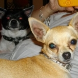 http://www.facebook.com/pages/Chataigne/399237333469126?ref=hl