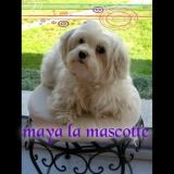 ☺ team des petits chiens ☺