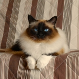 [-♥-] Furby [-♥-]