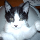 caline