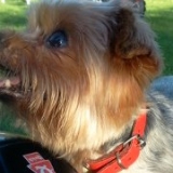 Scouby-Doo