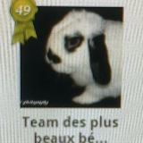 Team des plus beaux béliers 