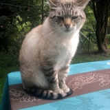 homer