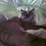 pépito