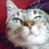 Félix