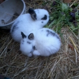 Mes copains lapins quand ils était petits =)
