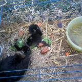 Mes copains lapins quand ils était petits =)
