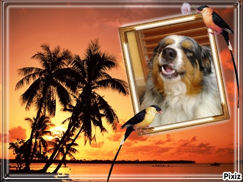 Chien - Australian Shepherd - Elixir di Vita di u Vecchiu