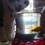 Je bois l'eau de l'aquarium