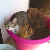 ...bah quoi c'est bien les plantes