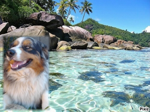 Chien - Australian Shepherd - Elixir di Vita di u Vecchiu