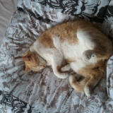 O'malley