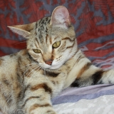 Bella