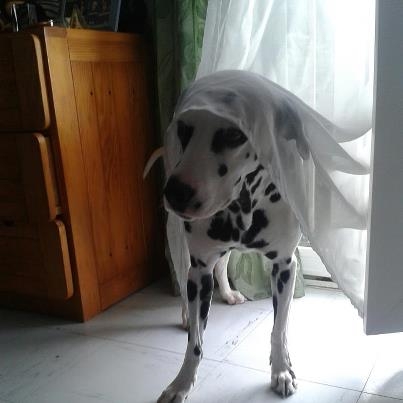 Chien - Dalmatian - Fallon