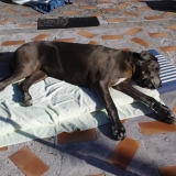 bronzage...