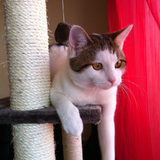 Les chats de Gouttière