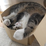 Les chats qui aiment les cartons