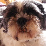 ✰La team des beaux shih tzu 