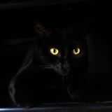The Black Cat Team