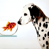 Dalmatian Team