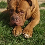 Team Dogue de Bordeaux 
