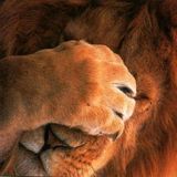 la team des drôles d'animaux 