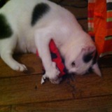 Les chats Blancs à tâches no