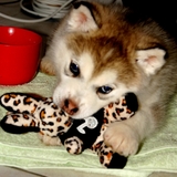 Alaskan malamute