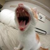 Les chats qui baillent à s'en