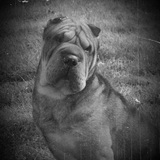 Shar pei